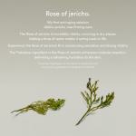 Jericho Rose Non-Animal Collagen Pad Firming Touch