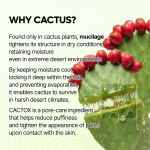 Cactox Pore Relief Jelly Serum Mist