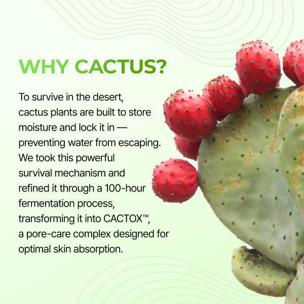 Bundle Only $9 Special: Cactox 3-Step Nose Mask Pack