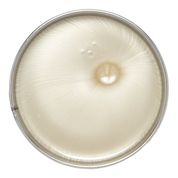 Zinc Oxide Ultra Sensitive Wax